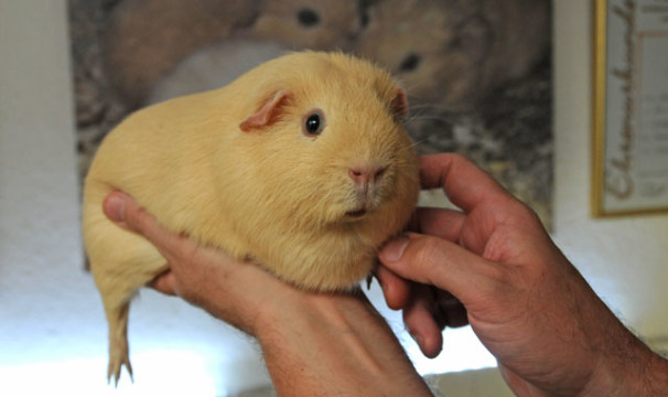 OLMeerschweinchen2-0706