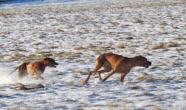 OL-Winterhunde-0902