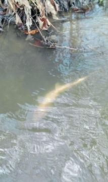 OL-Fische1-0302