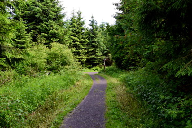 ...und wunderschöne Waldwege laden zum Wandern ein.