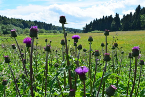 Die verschieden blattrige Kratzdistel (Auch Alant Distel genannt) kommt nur am Hoherodskopf vor.