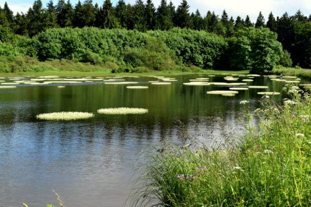 Seltenes Naturschauspiel auf den Forellenteichen: Seit mindestens 15 Jahren wurde kein Wasserhahnfuß mehr gesichtet - Noch kann man ihn anschauen.