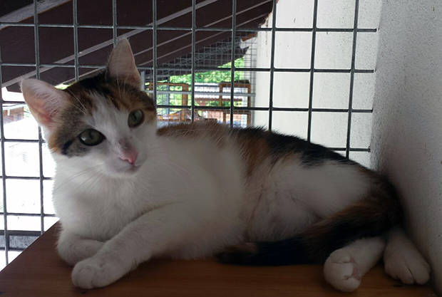 ol-Katze-Lucie-2907