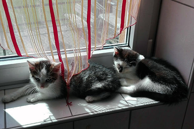 ol-tier-der-woche-katzen-1507
