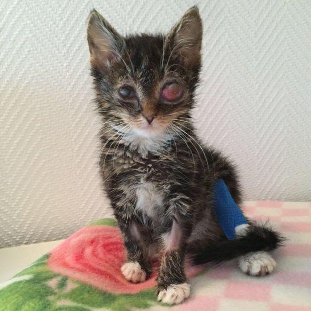 Mittlerweile hat sich der Katzenschnupfen von Quäntchen wieder stabilisiert - das linke Auge hat es leider nicht geschafft. Foto: privat