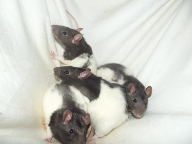 OL_Ratten
