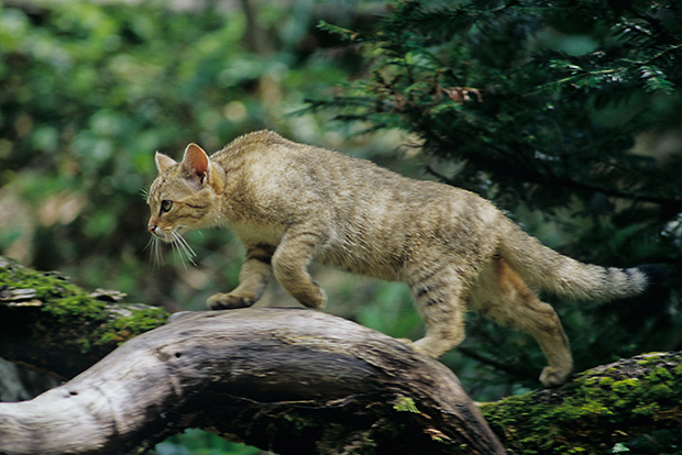 ol-schleichende_katze_THOMAS_STEPHAN_BUND-2810