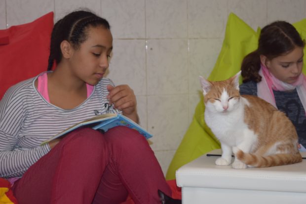 Einzigartig in Hessen: das Katzenlesezimmer des Alsfelder Tierheims. Nicht nur für die Kinder ein spannendes Projekt, sondern auch für die Katzen. Foto: ls