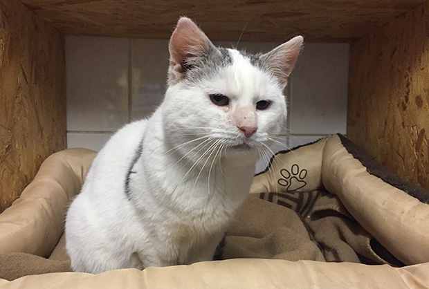 ol-katze-willi-1811