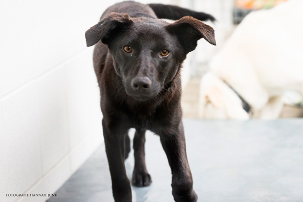 ol-hund-zola-0212