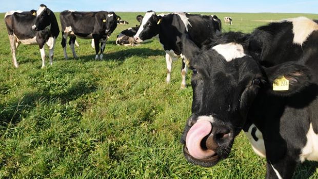 Milch-Kuehe-web