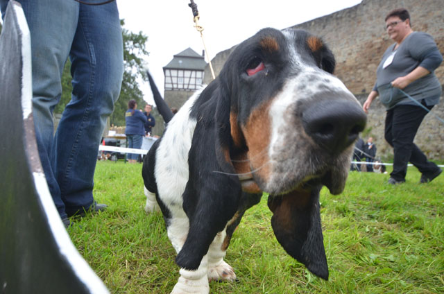 Bitte nicht unbedingt lächeln: Am Wochenende trafen sich Basset-Hound-Züchter auf der Burg Herzberg. Die Hunde sind bekannt für ihr ruhiges Gemüt und dem etwas traurig dreinschauenden Gesicht. Fotos: jal