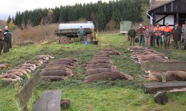 Wildschweine, die "zur Strecke gebracht wurden". Foto: Archiv/OL