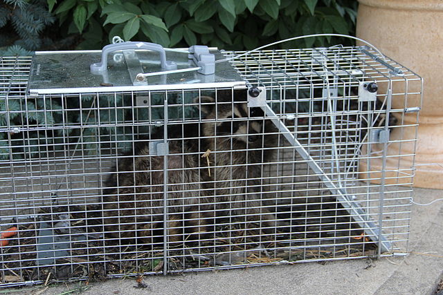 So bitte nicht: Lebenfangfallen müssen abgedunkelt sein, sagt der Kreis. Wer sie um sein Haus aufstellen möchte, muss vorher einen Lehrgang machen. Symbolfoto: Trapped_Raccoon by Shashi.rangarathna/wikipedia. Lizenz: CC BY-SA 3.0