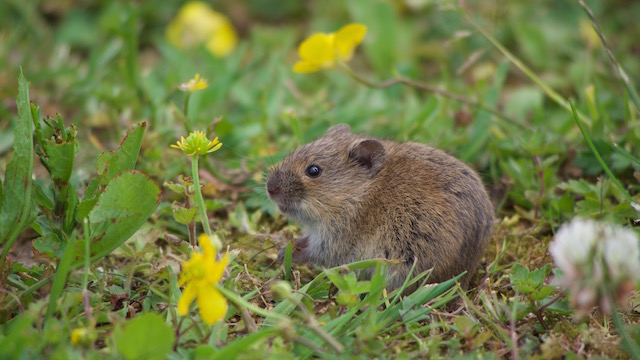 War Forschungsobjekt im Vogelsbergkreis: Die Feldmaus. Foto: tier3 solustions GmbH