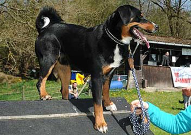 Ausgesetzter Hund bei Facebook für Aufregung OberhessenLive