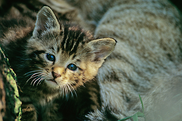 Die Bilder dürfen nur im Zusammenhang mit dem BUND zur Wildkatze verwendet werden.