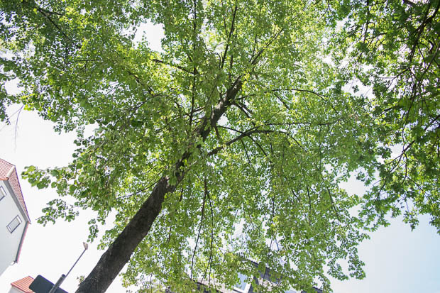 Blick nach oben: Eine der Linden, die gefällt, beziehungsweise gerettet werden soll.