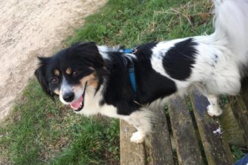 Ein Hund Mit Handicap Das Leben Mit Einem Dreibein Oberhessen Live