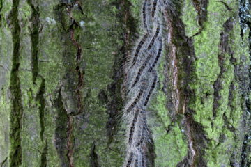 Sind gefährlich: Eichenprozessionsspinner an einem Baum. Foto: Altmarkkreis Salzwedel
