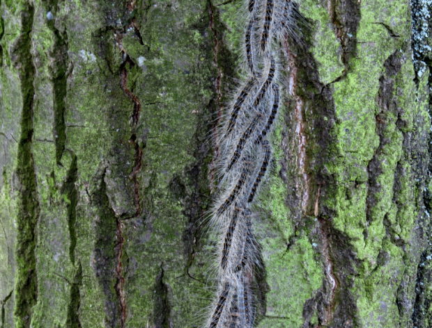 Sind gefährlich: Eichenprozessionsspinner an einem Baum. Foto: Altmarkkreis Salzwedel