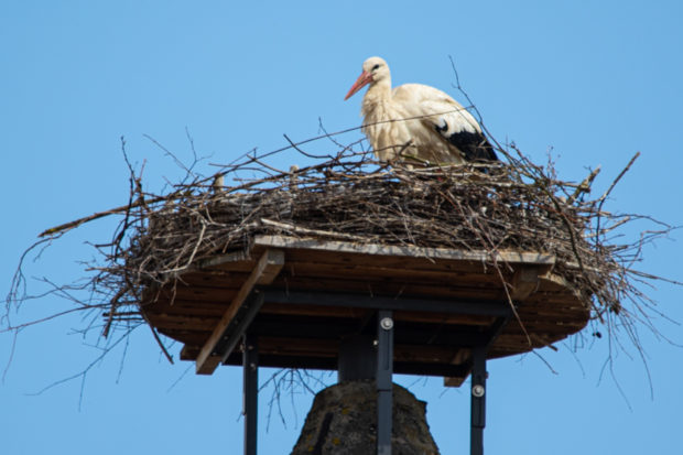 Storchen-Babys im Nest auf dem Leonhardsturm