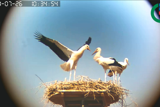 Die Jungstörche auf ihrem Weg aus dem Nest