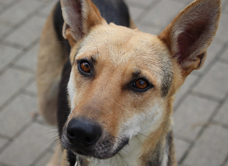 Hübsche HundeDame sucht eigenes Zuhause OberhessenLive