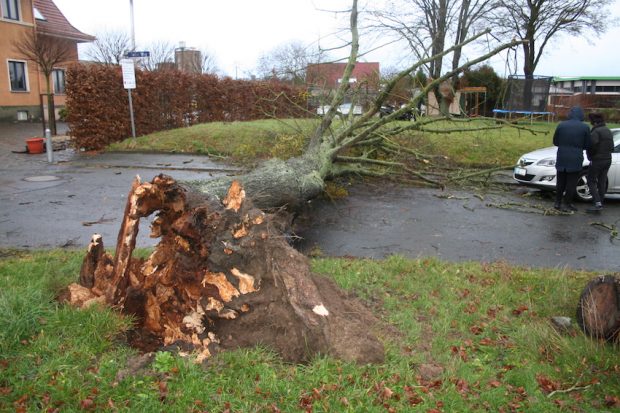 Baum kracht auf Zeller Weg OberhessenLive