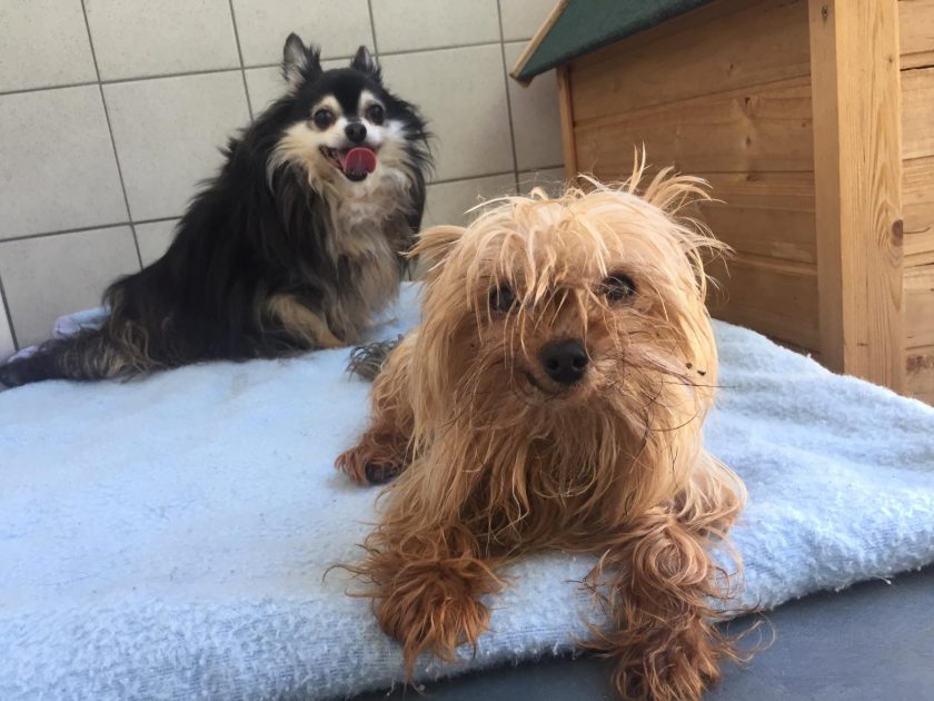 Vermehrt ausgesetzte Tiere im Alsfelder Tierheim "Es ist einfach nur