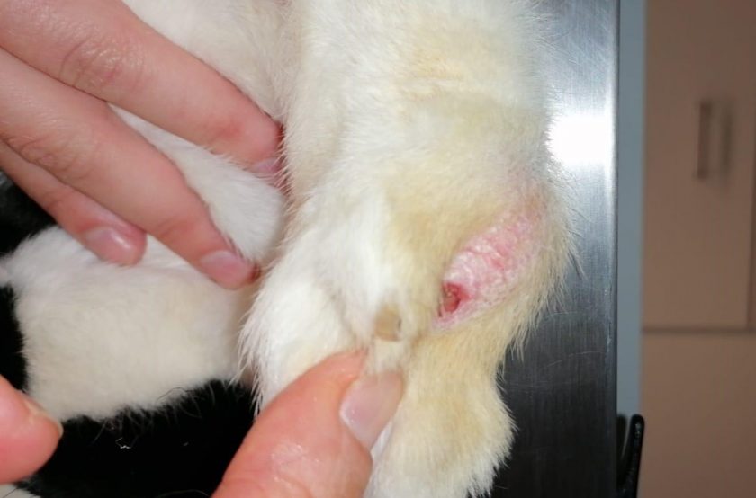 Vermehrt ausgesetzte Tiere im Alsfelder Tierheim "Es ist einfach nur