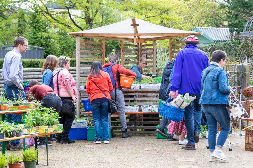 pflanzenflohmarkt-alsfeld-1