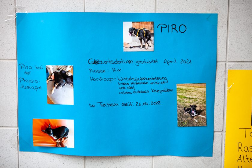2022-09-10_Tierheim_Kindertag (17 von 24)