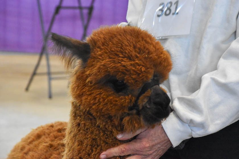 2023-04-08_Alpaka-Show (1 von 76)