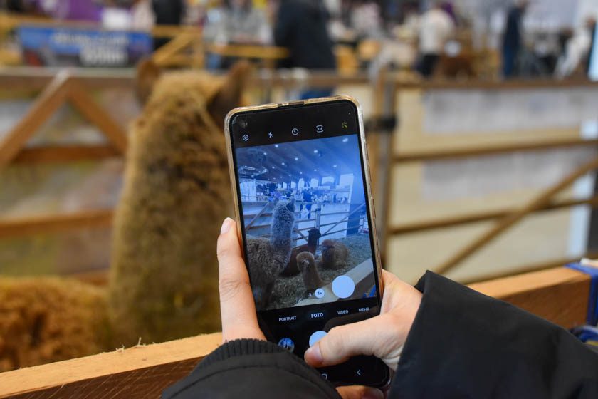 2023-04-08_Alpaka-Show (11 von 76)