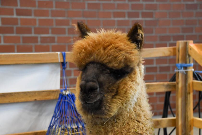 2023-04-08_Alpaka-Show (12 von 76)