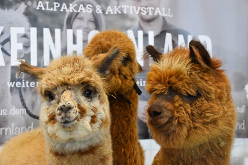 2023-04-08_Alpaka-Show (13 von 76)