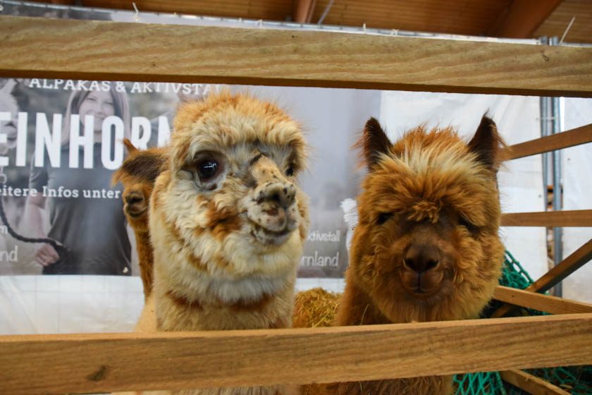 2023-04-08_Alpaka-Show (14 von 76)