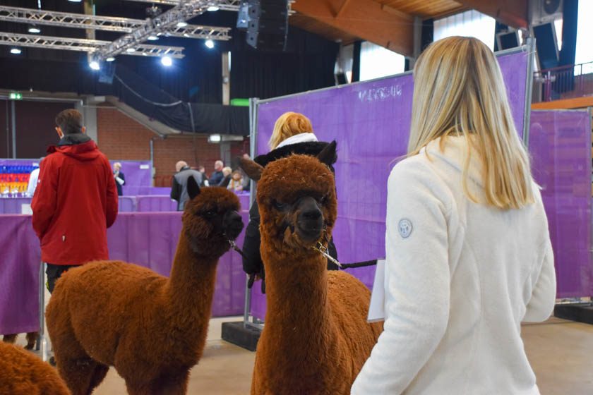 2023-04-08_Alpaka-Show (16 von 76)