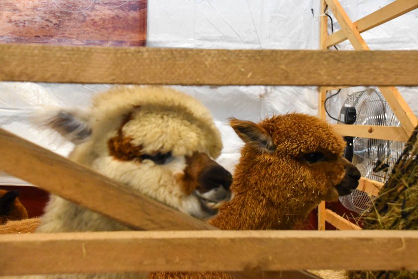 2023-04-08_Alpaka-Show (18 von 76)