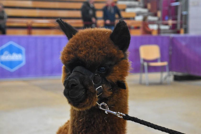 2023-04-08_Alpaka-Show (2 von 76)