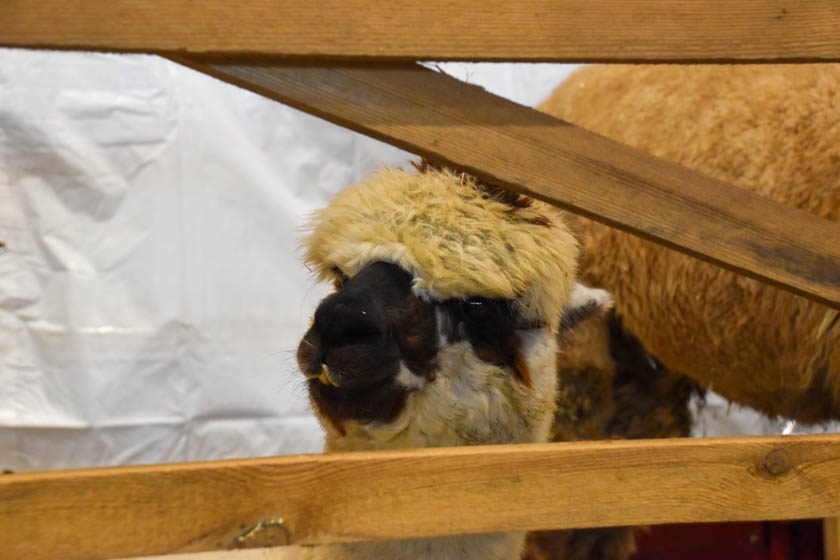 2023-04-08_Alpaka-Show (20 von 76)