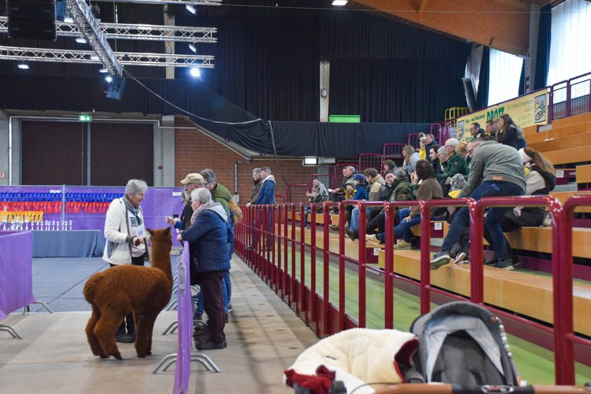 2023-04-08_Alpaka-Show (21 von 76)