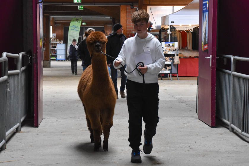 2023-04-08_Alpaka-Show (22 von 76)