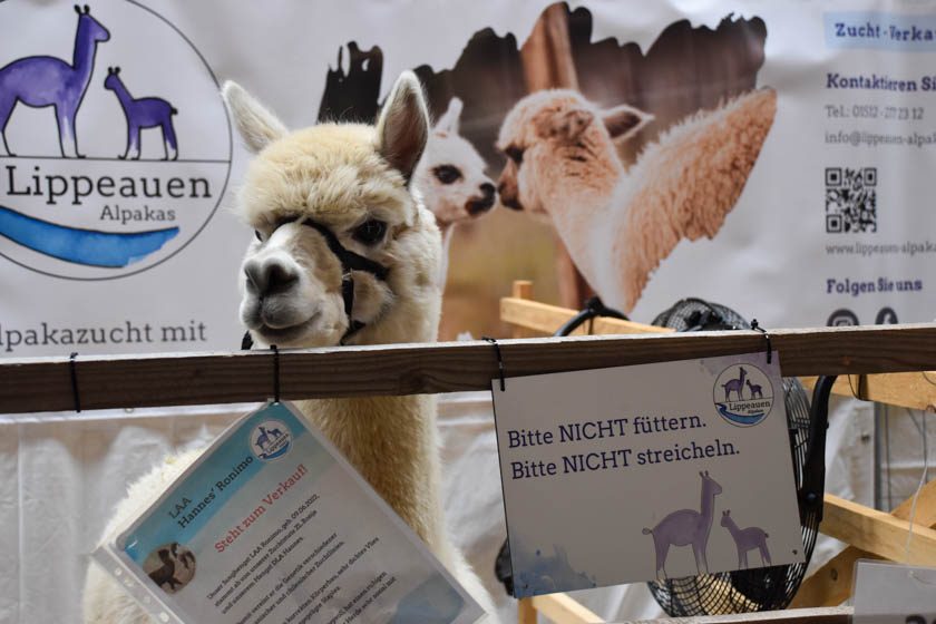 2023-04-08_Alpaka-Show (24 von 76)