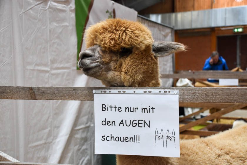 2023-04-08_Alpaka-Show (25 von 76)