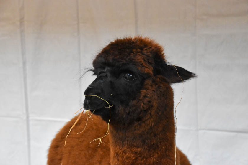 2023-04-08_Alpaka-Show (26 von 76)