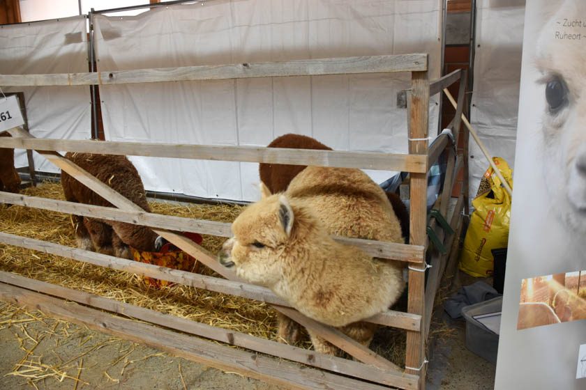 2023-04-08_Alpaka-Show (27 von 76)