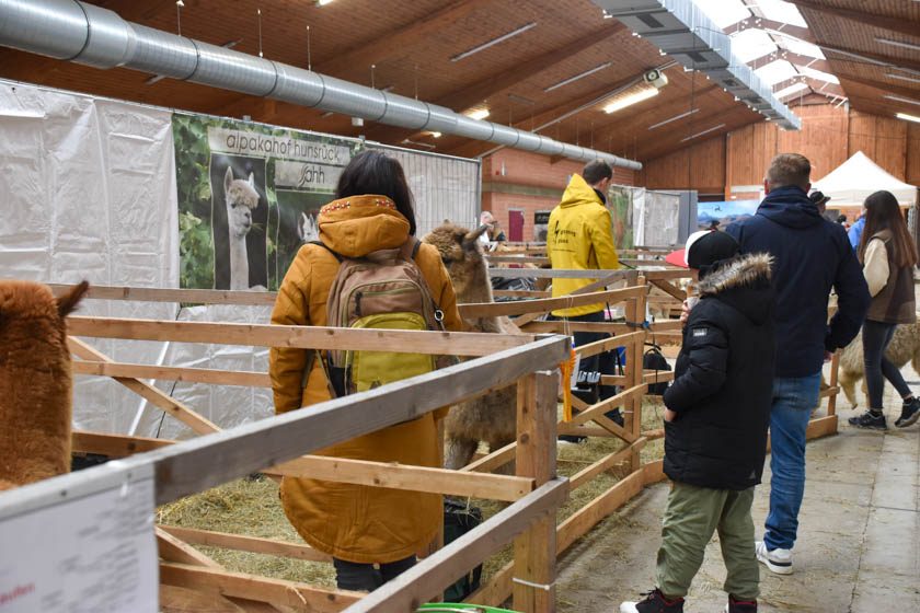 2023-04-08_Alpaka-Show (28 von 76)