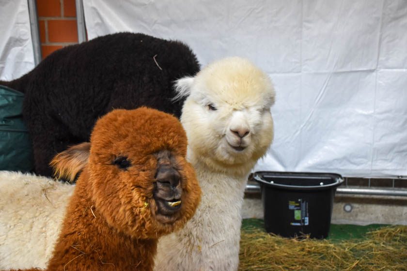 2023-04-08_Alpaka-Show (29 von 76)